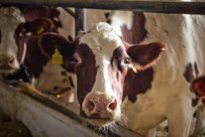 На Житомирщині продуктивність дійного стада у господарствах області склала 1035 кг молока