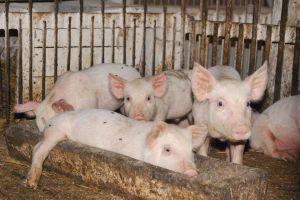 У галузі свинарства залишаються актуальними питання інфекційних хвороб у свиней