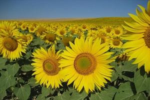 Соняшник в Україні гине через гербіциди