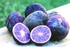 В Америці з'явилася фіолетова картопля