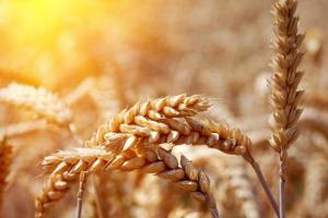 Запас зернових у світі невпинно росте