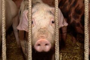 АЧС знову уражає свиней