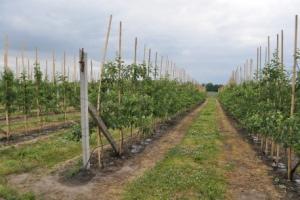 На Тернопільщині планують переробляти продукцію садівництва