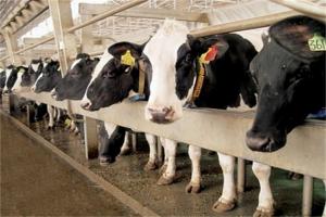 Україна та Латвія обговорюють спільний проект із розвитку молочного скотарства у Чернігівській області