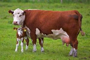 На Запоріжчині зросла продуктивність корів у розрахунку на одну корову  на 17,8% 