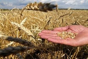 В Україні аналітики переглянули попередні прогнози щодо врожаю у цьому році