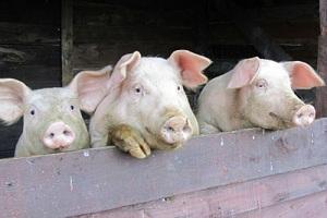 Тайська компанія викупила у фермерів Луховицького району Підмосков'я 114 свиней
