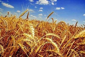 Урожайність зернових у цьому році очікується на рівні 2015 р.