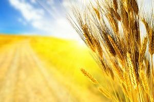 Операції з електронними зерновими розписками у Казахстані можна буде проводити через мобільний додаток