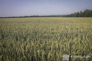Сильні дощі та інтенсивні агрохімічні заходи допоможуть вітчизняним фермерам зібрати гарний врожай пшениці