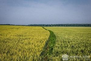 На Херсонщині дощі перетворили продовольче зерно на фураж
