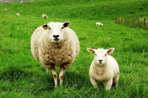 Туристи побачать Норвегію очима овець
