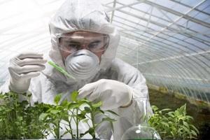 Лобістів ГМО стало більше
