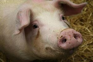 На Чернігівщині через спалах АЧС ліквідовано 74 свині