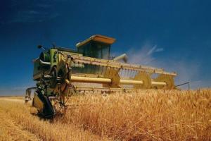 Усього на Прикарпатті мають зібрати врожай зернових на площі 153 тис. га