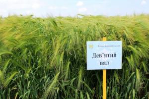 На Одещині озимий ячмінь української селекції показав один з перших врожайних рекордів
