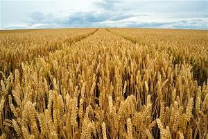 Україна може наблизитись до рекордної врожайності в основних регіонах виробництва
