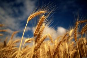 Якість зерна нового урожаю росте