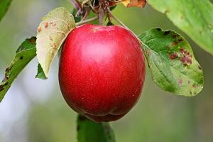 Ціни на яблуко на 30% вищі, ніж на початку серпня минулого року