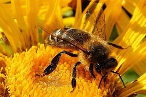 Найбільш негативно впливають на бджіл пестициди