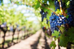 У Запорізькій області зросте кількість виноградних площ практично у 4 рази