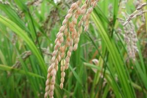 Україна повинна підняти ввізне мито на рис
