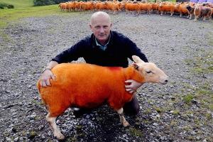 Фермер розфарбував овець у помаранчевий колір