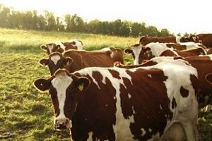 В Естонії запрацювала програма компенсації фермерам за зниження поставок молока