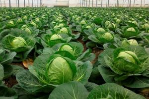 День поля: сільгоспвиробникам розказали як вирощувати нові сорти капусти