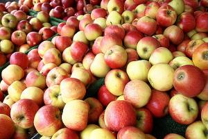 На Сумщині проблеми з яблуками