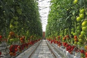 Потужність Sundrops Farms — 18 тис. т томатів