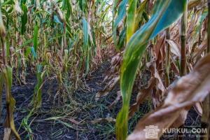 Вологість кукурудзи перевищує допустиму норму
