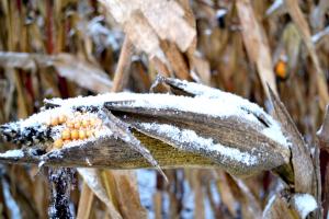 Урожай кукурудзи не постраждає через сильні снігопади