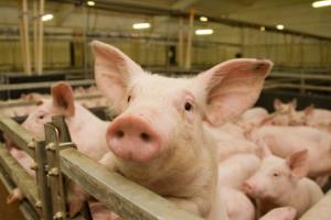 Поголов'я свиней у 2016 р. скоротилося на 4,6%. 