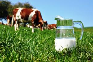 Міжнародні експерти дають досить оптимістичні прогнози для молочного ринку.
