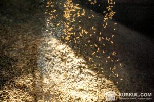 Аграрії на Одещині практично не використовують інсектицидне протруєння