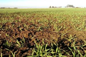 Площі озимої пшениці в Вінницькій області становлять 299,3 тис. га