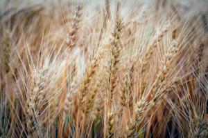 Новий рекордний рівень запасів зернових складатиме 670 млн т
