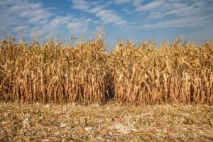 Станом на 2 грудня в Сумській області кукурудза була прибрана на 201,2 тис. га (65% до прогнозу)