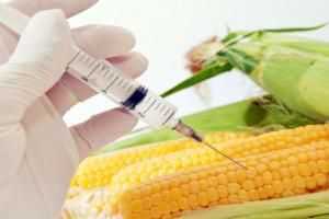 Прогнозується, що 96% врожаю або 32,7 млн ​​га, будуть засіяні сортами ГМО