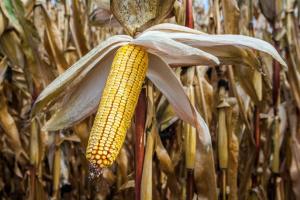 Європа збільшує площі посівів трансгенної кукурудзи