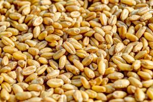Врожай пшениці оцінюють в 26,1 млн т, що на 2% менше ніж у 2015 р.