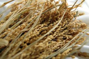 Гібрид рису накопичує в зерні на 20% менше фосфору, що не відображається на його урожайності