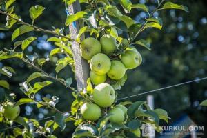 1 га інтенсивного саду (яблуня, груша) коштує $15-20 тис.