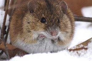 Погода допомогла у боротьбі з польовими мишами