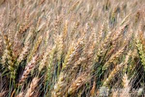 Світове виробництво пшениці складе 752 млн т, що на 16 млн т більше 2015/16 МР