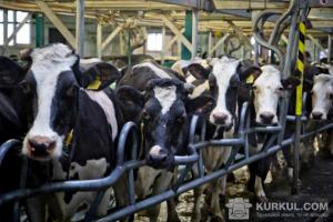 Більшість ефективних виробників молока, що отримують більше 7 тис. кг молока від фуражної корови, отримали прибуток