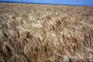За обсягом отриманої в 2016 р. сільгосппродукції область посіла серед всіх регіонів України 18-е місце 