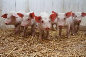 Підстав для вилучення свиней у приватних господарствах області немає