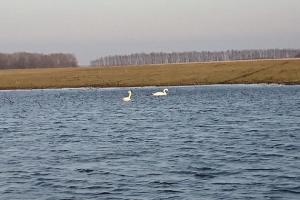 На полях агрофірми  «Новий шлях» утворилось три озера, на яких уже поселилися лебеді